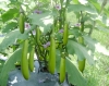 GREEN EGGPLANT - TLP 893 - anh 2