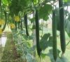 WAX GOURD F1 - GREEN 258 - anh 1
