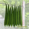 ridge-luffa-f1-adaptation-11 - ảnh nhỏ 3