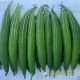 SNAKE LUFFA F1 - GLORY 02