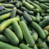 wax-gourd-f1-upland-12 - ảnh nhỏ 3