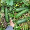 wax-gourd-f1-upland-12 - ảnh nhỏ 4