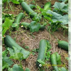 WAX GOURD F1 - UPLAND 12