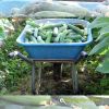 cucumber-f1-galaxy-131 - ảnh nhỏ 3