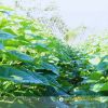 cucumber-f1-galaxy-131 - ảnh nhỏ 4
