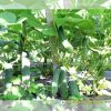 cucumber-f1-galaxy-131 - ảnh nhỏ 5