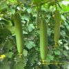 smooth-luffa-f1-melo-59 - ảnh nhỏ 3