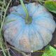BIG ROUND PUMPKIN F1 - SELINA 669