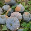 big-round-pumpkin-f1-selina-669 - ảnh nhỏ 2