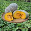 big-round-pumpkin-f1-selina-669 - ảnh nhỏ 3