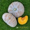 big-round-pumpkin-f1-selina-670 - ảnh nhỏ 2