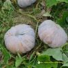 big-round-pumpkin-f1-selina-670 - ảnh nhỏ 5