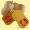 butternut-pumpkin-f1-grace-1-0 - ảnh nhỏ 4