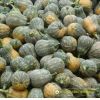 butternut-pumpkin-f1-tlp-868 - ảnh nhỏ  1