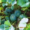 big-round-pumpkin-f1-tlp-368 - ảnh nhỏ 6