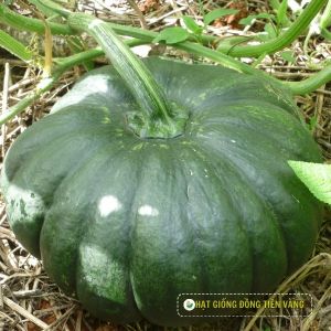 BIG ROUND PUMPKIN F1 - TLP 368