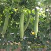 smooth-luffa-f1-thanh-diu-1-0 - ảnh nhỏ 4