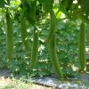 smooth-luffa-f1-thanh-diu - ảnh nhỏ 3