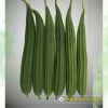 ridge-luffa-f1-adaptation-12 - ảnh nhỏ 2