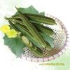 ridge-luffa-f1-uy-long - ảnh nhỏ 2