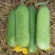 WAX GOURD F1 - TLP 5168