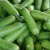 wax-gourd-f1-tlp-5168 - ảnh nhỏ 3