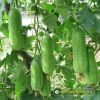 wax-gourd-f1-tlp-5168 - ảnh nhỏ 4