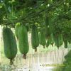 wax-gourd-f1-tlp-5168 - ảnh nhỏ 5