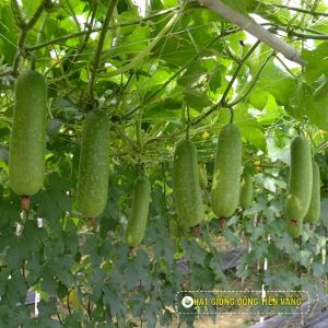 WAX GOURD F1 - LUXURY 5268