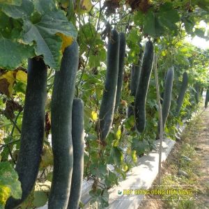 WAX GOURD F1 - LUCKY N0.1