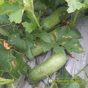 WAX GOURD F1 - CREEP N0.1