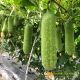 WAX GOURD F1 - LUXURY 5368