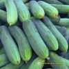 cucumber-f1-galaxy-102 - ảnh nhỏ 4