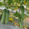 cucumber-f1-tlp-679 - ảnh nhỏ  1