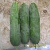 cucumber-f1-tlp-679 - ảnh nhỏ 3