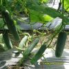 cucumber-f1-galaxy-113 - ảnh nhỏ 2