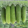 cucumber-f1-galaxy-113 - ảnh nhỏ 5