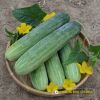 cucumber-f1-venus-63 - ảnh nhỏ  1