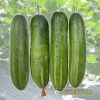 cucumber-f1-lotus-236 - ảnh nhỏ 4