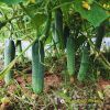 cucumber-f1-galaxy-102-new - ảnh nhỏ  1