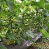 cucumber-f1-galaxy-102-new - ảnh nhỏ 5