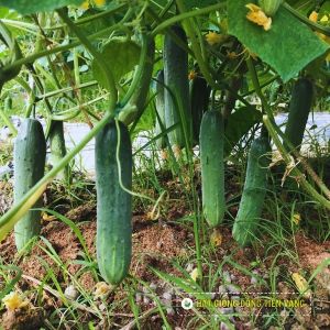 CUCUMBER F1 - GALAXY 102 NEW