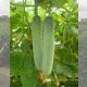 CUCUMBER F1 - NIKE 12