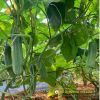 cucumber-f1-galaxy-116 - ảnh nhỏ 4