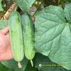 cucumber-f1-galaxy-116 - ảnh nhỏ 5