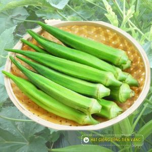 WHITE OKRA – TLP 18