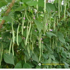 FRENCH BEAN – TLP 68