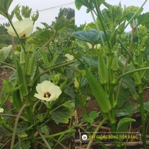 GREEN OKRA – TLP 112