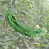 yard-long-bean-snake-n0-1 - ảnh nhỏ  1