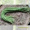 yard-long-bean-snake-n0-1 - ảnh nhỏ 3